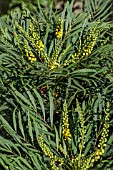 MAHONIA EURYBRACTEATA  SOFT CARESS