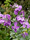 MATTHIOLA INCANA (STOCK)