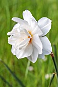 NARCISSUS POETICUS RECURVUS SPALDING DOUBLE WHITE