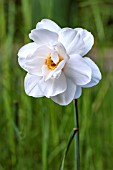 NARCISSUS POETICUS RECURVUS SPALDING DOUBLE WHITE