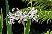 NERINE PATRICIA