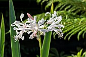 NERINE PATRICIA