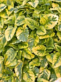 MELISSA OFFICINALIS AUREA (GOLDEN LEMON BALM)