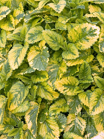 MELISSA_OFFICINALIS_AUREA_GOLDEN_LEMON_BALM