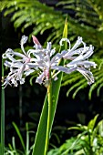 NERINE PATRICIA