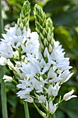 ORNITHOGALUM THYRSOIDES