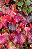 PARTHENOCISSUS TRICUSPIDATA