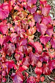 PARTHENOCISSUS TRICUSPIDATA