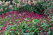 PERSICARIA AMPLEXICAULIS FAT DOMINO