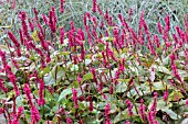 PERSICARIA AMPLEXICAULIS FIREDANCE