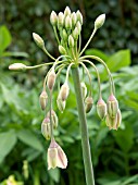 NECTAROSCORDUM SICULUM