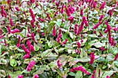 PERSICARIA AMPLEXICAULIS TAURUS (BLOTAU)