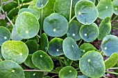 PILEA PEPEROMIOIDES