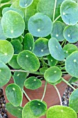 PILEA PEPEROMIOIDES