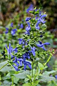 SALVIA GAURANITICA BLUE ENIGMA