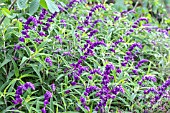 SALVIA LEUCANTHA MIDNIGHT,