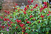 SALVIA SPLENDENS YVONNES GIANT