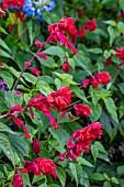 SALVIA SPLENDENS YVONNES GIANT