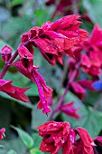 SALVIA SPLENDENS YVONNES GIANT