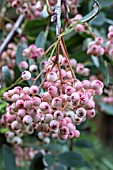 SORBUS PSEUDOHUPEHENSIS PINK PAGODA