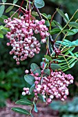 SORBUS PSEUDOHUPEHENSIS PINK PAGODA