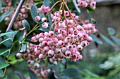 SORBUS PSEUDOHUPEHENSIS PINK PAGODA