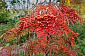 SORBUS ULLEUGENSIS OLYMPIC FLAME