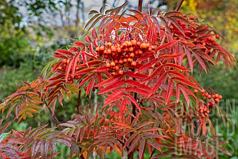 SORBUS_ULLEUGENSIS_OLYMPIC_FLAME