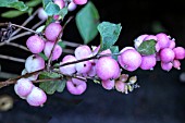 SYMPHORICARPOS MAGICAL SWEET (KOLMASWET)