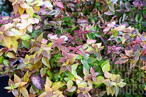 ABELIA_X_GRANDIFLORA_KALEIDOSCOPE