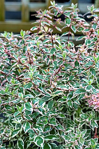 ABELIA_X_GRANDIFLORA_MAGIC_DAYDREAM