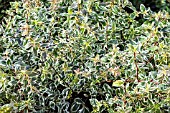 ABELIA X GRANDIFLORA SPARKLING SILVER