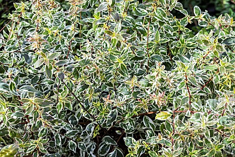 ABELIA_X_GRANDIFLORA_SPARKLING_SILVER