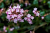 ABELIA CHINENSIS