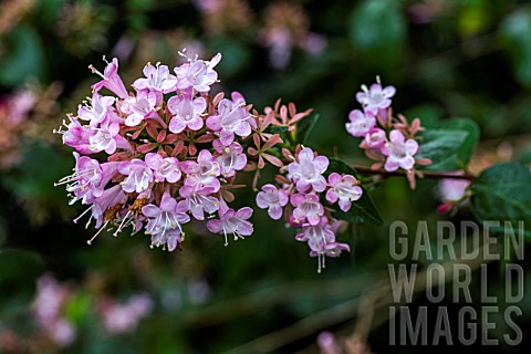 ABELIA_CHINENSIS