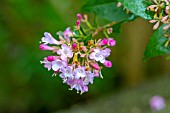 ABELIA CHINENSIS