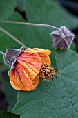 ABUTILON ORANGE HOT LAVA