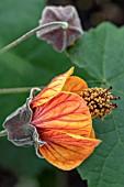 ABUTILON ORANGE HOT LAVA