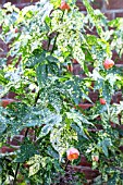 ABUTILON PICTUM THOMPSONII