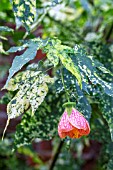 ABUTILON PICTUM THOMPSONII