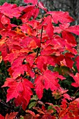 ACER GRISEUM