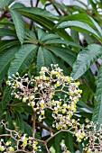 BEGONIA LUXURIANS