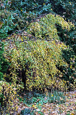 BETULA_PENDULA_YOUNGII