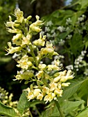 AESCULUS GLABRA (OHIO BUCKEYE)