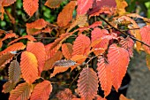 CARPINUS BETULUS ROCKHAMPTON RED (LOCHGLOW)