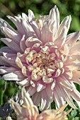 CHRYSANTHEMUM AVIGNON PINK