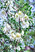 CLEMATIS CIRRHOSA BALEARICA