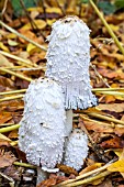 COPRINUS COMATUS