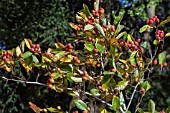 CRATAEGUS X LAVALLEEI CARRIEREI