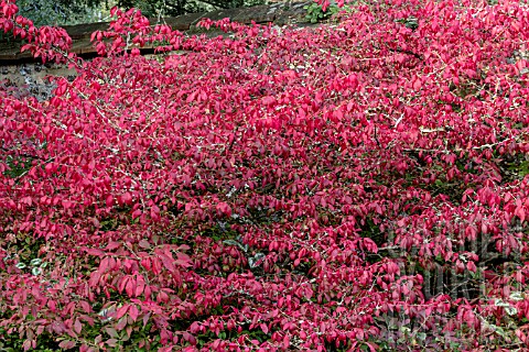 EUONYMUS_ALATUS